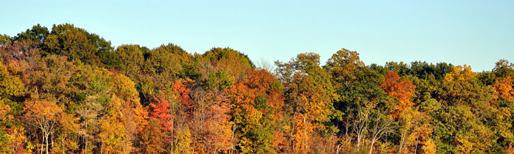 Trees during the fall
