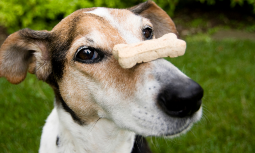 Dog with a treat on his nose